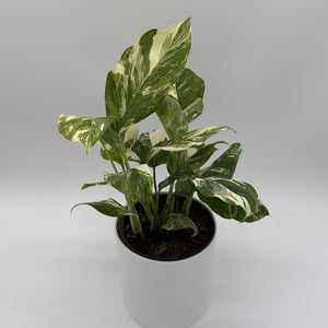 Variegated Monstera Lechleriana