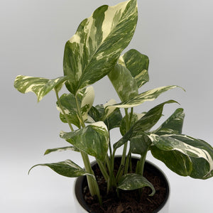 Variegated Monstera Lechleriana