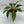 Chlorophytum 'Mandarin' (Fire Flash Spider Plant)