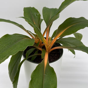 Chlorophytum 'Mandarin' (Fire Flash Spider Plant)