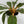Chlorophytum 'Mandarin' (Fire Flash Spider Plant)