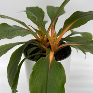 Chlorophytum 'Mandarin' (Fire Flash Spider Plant)