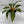 Chlorophytum 'Mandarin' (Fire Flash Spider Plant)