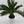 Sago Palm