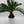 Sago Palm