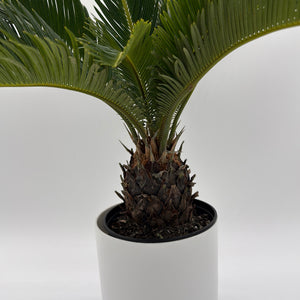 Sago Palm