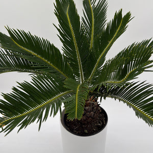 Sago Palm