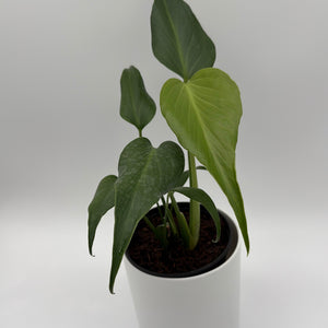 Monstera Burle Marx Flame