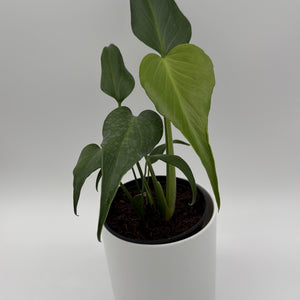 Monstera Burle Marx Flame