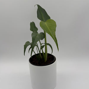 Monstera Burle Marx Flame