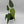 Monstera Burle Marx Flame