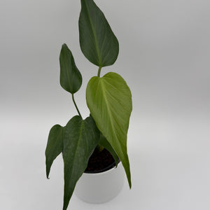 Monstera Burle Marx Flame