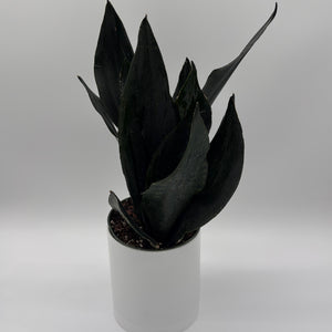 Sansevieria 'Black Dragon'