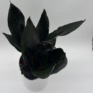 Sansevieria 'Black Dragon'