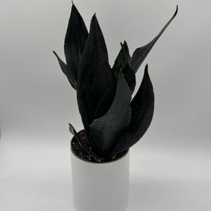 Sansevieria 'Black Dragon'