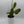 Variegated Opuntia Prickly Pear Cactus