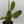 Variegated Opuntia Prickly Pear Cactus