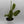 Variegated Opuntia Prickly Pear Cactus