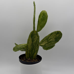 Variegated Opuntia Prickly Pear Cactus