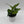 Tricolor Aglaonema Pictum