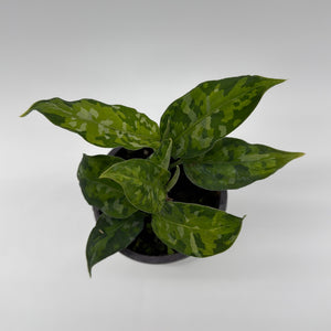 Tricolor Aglaonema Pictum