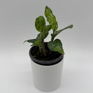 Tricolor Aglaonema Pictum