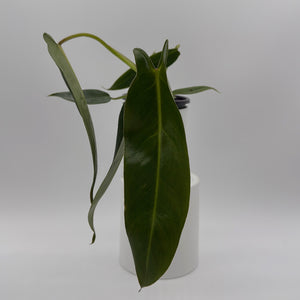 Philodendron Spiritus Sancti