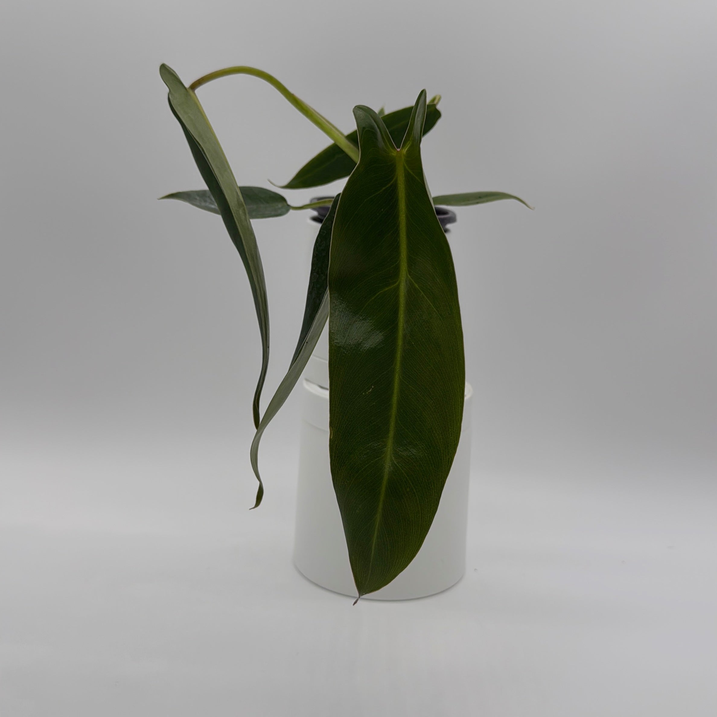 philodendron spiritus sancti buy Philodendron Spiritus Sancti the Holy Grail