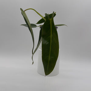 Philodendron Spiritus Sancti