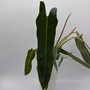 Philodendron Spiritus Sancti