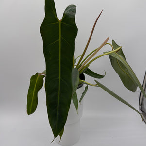 Philodendron Spiritus Sancti