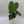 Philodendron Fuzzy Petiole