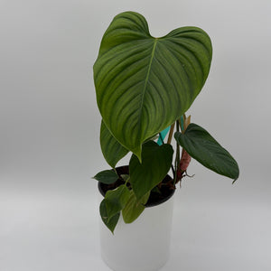 Philodendron Fuzzy Petiole
