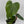 Philodendron Fuzzy Petiole