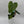 Philodendron Fuzzy Petiole
