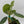 Philodendron Fuzzy Petiole