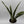 Sansevieria 'Jaboa'