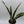 Sansevieria 'Jaboa'