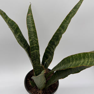 Sansevieria 'Jaboa'