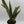 Sansevieria 'Jaboa'
