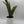 Sansevieria 'Jaboa'