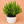 Euphorbia Compacta