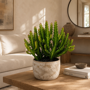 Euphorbia Compacta
