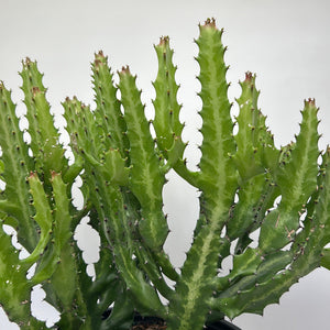 Euphorbia Compacta