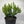 Euphorbia Compacta