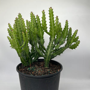 Euphorbia Compacta