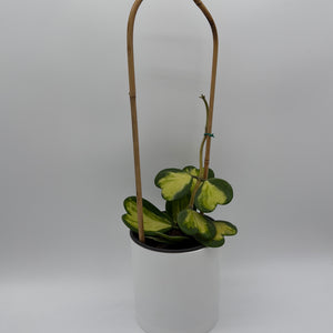 Inner Variegated Hoya Kerrii