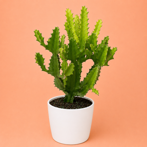 Euphorbia Candelabrum