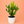 Euphorbia Compacta