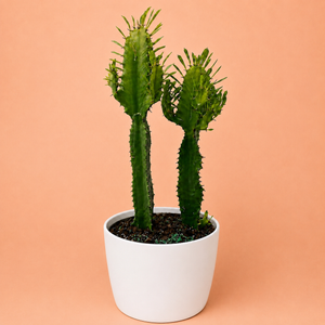Euphorbia Ammak